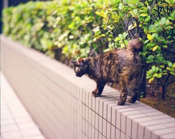 Cat walking on retaining wall
