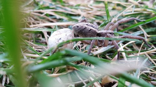 Close-up of crab on plant