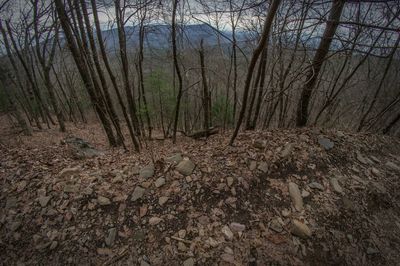 Bare trees in forest