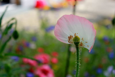 Close-up of insect on flower