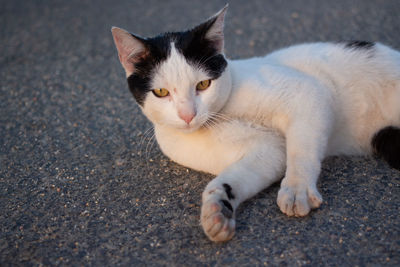 Close-up portrait of a cat