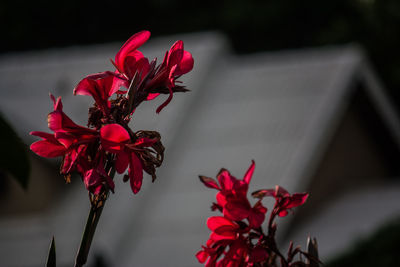 Close-up of red flowering plant