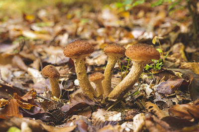 mushroom