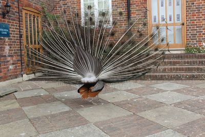 High angle view of a bird flying