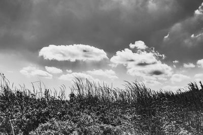 Low angle view of plants on field against sky