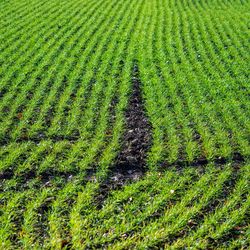 Full frame shot of agricultural field