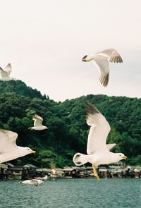 Seagull flying over lake