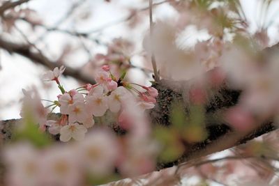 Close-up of flower on tree