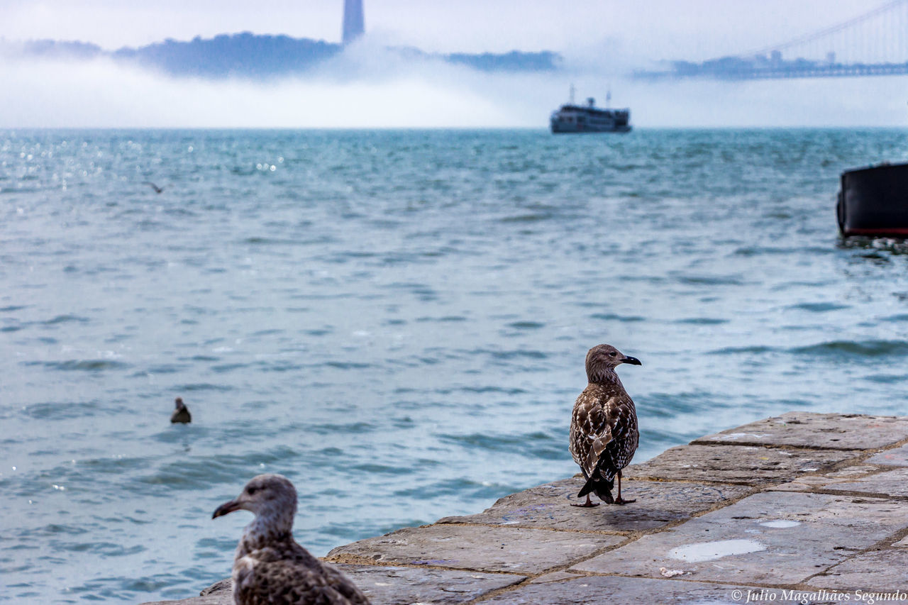 BIRDS PERCHING ON A SEA