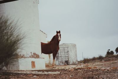 Horse on field against sky