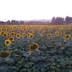 Close-up of sunflower field against clear sky