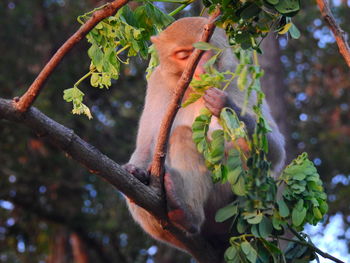 Low angle view of monkey on tree