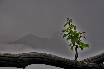 Tree against sky