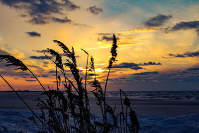 Silhouette plants by sea against sky during sunset