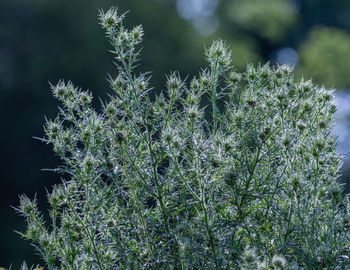 Full frame close-up of large thistle plant with lots of green buds