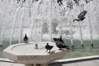 Seagulls flying over lake