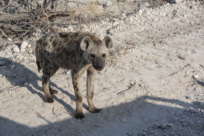 High angle portrait of hyena standing at desert