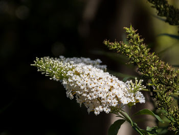 Close-up of white flowering plant