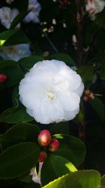 Close-up of white flowers