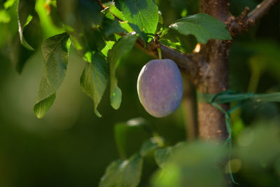 Close-up of fruits growing on tree