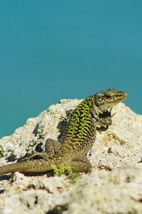 Close-up of lizard on rock