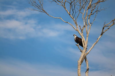 Birds Of EyeEm 