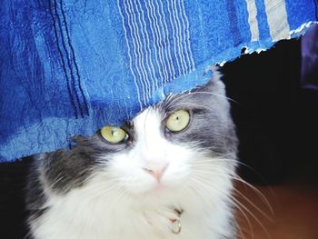 Close-up of cat