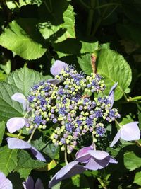 Close-up of purple flowers