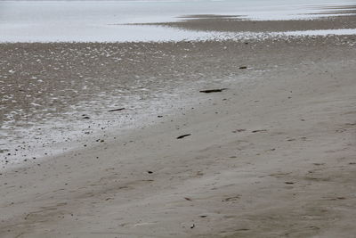 Scenic view of beach