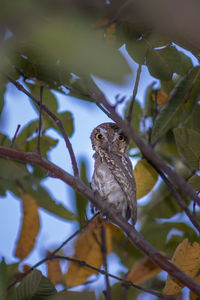 Bird perching on a tree