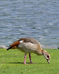 Ducks on lake