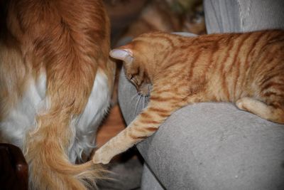 Playful cat indoors