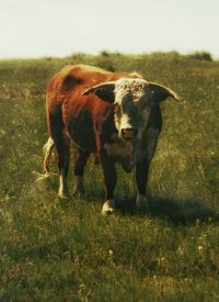 Cow standing on field against sky