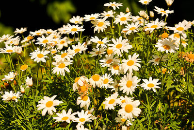 Close-up of white flowers blooming outdoors