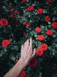 Cropped hand of man reaching flowering plants