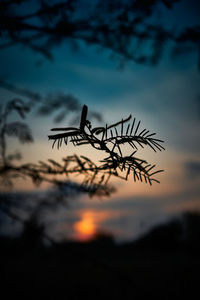 Silhouette bird flying against sky during sunset