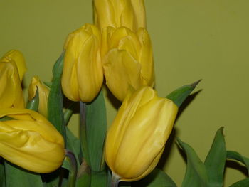 Close-up of yellow leaves