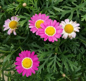 Close-up of pink flowers blooming outdoors