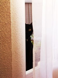 Black cat behind curtain