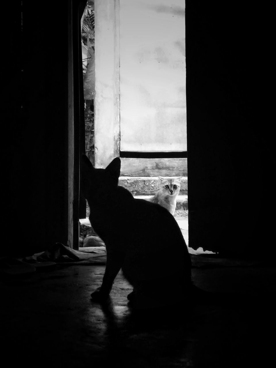 SILHOUETTE CAT SITTING ON WINDOW