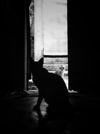 Cat sitting on window at home