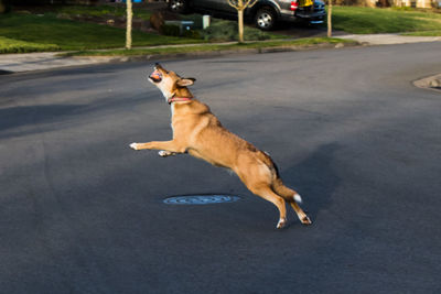 Dog on road