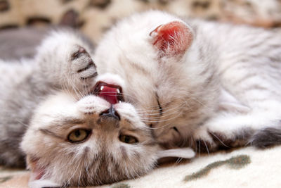 Two kitten fight, kitten biting the cheek another kitten in the game