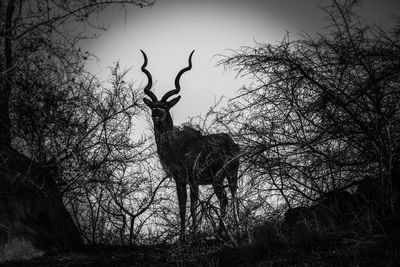 Silhouette bird on branch against sky