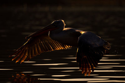 Close-up of pelican flying over lake