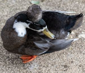 High angle view of bird eating in water