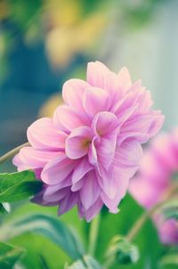 Close-up of pink flowering plant