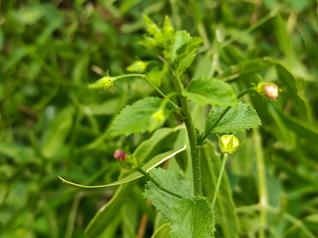 CLOSE-UP OF GREEN FLOWERING PLANT ON LAND