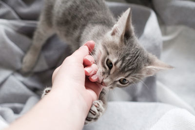 Cute gray cat playing with human hand while lying on sofa