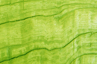 Full frame shot of green wood 